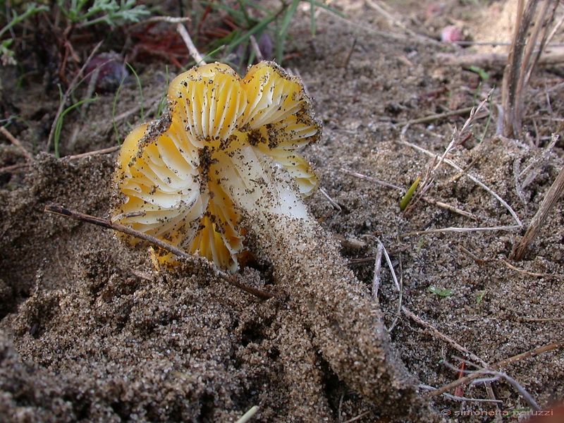 Funghi delle dune e retrodune...